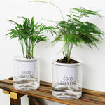 Vaso da fiori per piante grasse con assorbimento d'acqua automatico da 10 pezzi, Transparent Without Words, Transparent With Words