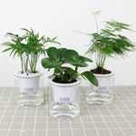Vaso da fiori per piante grasse con assorbimento d'acqua automatico da 10 pezzi, Transparent Without Words, Transparent With Words