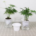 Vaso da fiori per piante grasse con assorbimento d'acqua automatico da 10 pezzi, Transparent Without Words, Transparent With Words