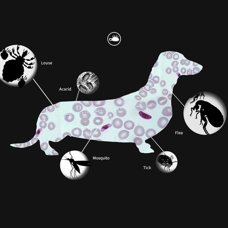 Anello repellente per insetti in vitro per animali domestici, collare antipulci e antipidocchi da 5 pezzi, Cat/38cm, Small Dog/38cm, Large Dog/70cm
