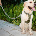 Corda da trazione elastica riflettente in nylon con corda da trazione anti-flagello per cani, Elastic Stretch Yellow, Elastic Stretch Green