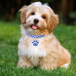 Collare per animali domestici con diamanti elastico S M L