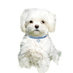 2 pezzi di forniture per animali domestici, accessori elastici per cani e gatti, collari per animali domestici, S, M, L