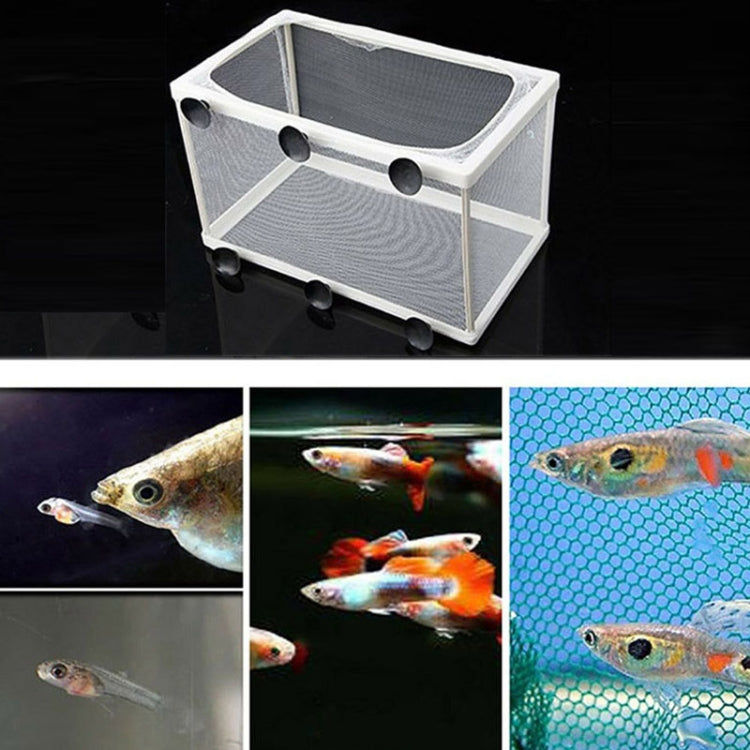 Incubatrice isolamento per piccoli pesci tropicali 27x16x3cm