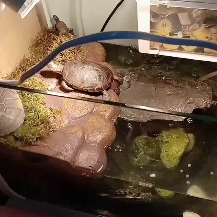 Piattaforma magnetica galleggiante per tartarughe Small