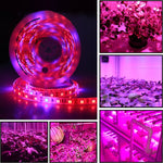 5m 300 LED SMD 5050 Striscia LED a spettro completo Fitolampy Luci progressive per piante idroponiche in serra, Non Waterproof, Waterproof