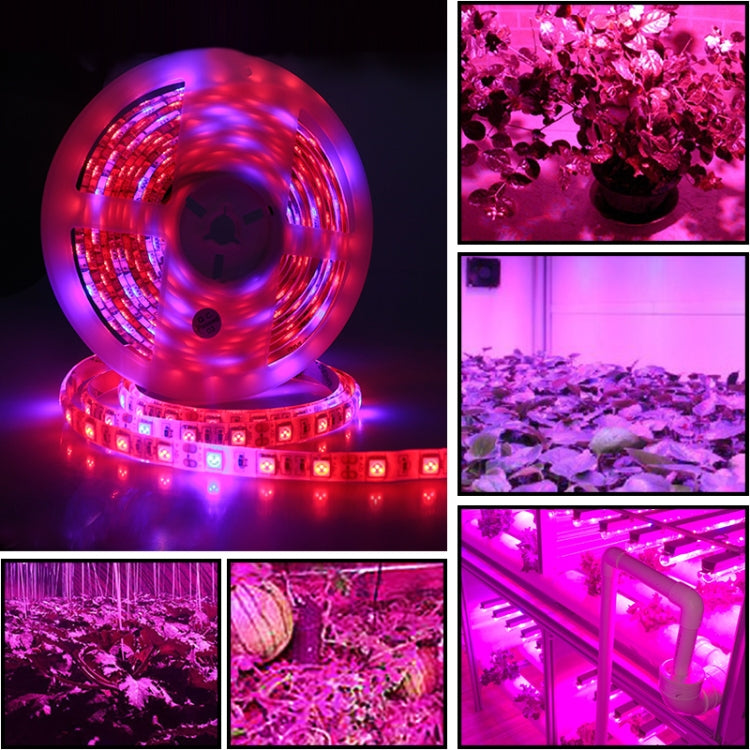 5m 300 LED SMD 5050 Striscia LED a spettro completo Fitolampy Luci progressive per piante idroponiche in serra, Non Waterproof, Waterproof