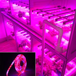 5m 300 LED SMD 5050 Striscia LED a spettro completo Fitolampy Luci progressive per piante idroponiche in serra, Non Waterproof, Waterproof