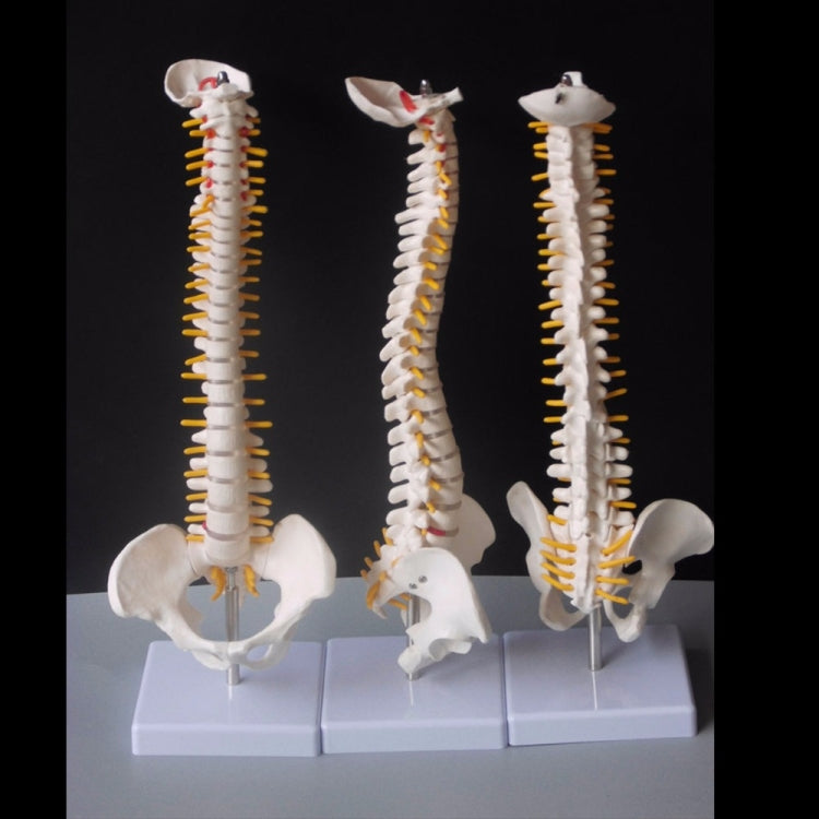 Colonna vertebrale umana da 45 cm con modello pelvico Anatomia anatomica umana Modello medico della colonna vertebrale modello + supporto flessibile, Human Spine Model