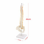 Colonna vertebrale umana da 45 cm con modello pelvico Anatomia anatomica umana Modello medico della colonna vertebrale modello + supporto flessibile, Human Spine Model