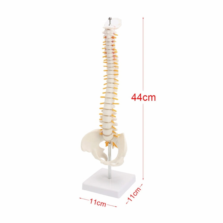Colonna vertebrale umana da 45 cm con modello pelvico Anatomia anatomica umana Modello medico della colonna vertebrale modello + supporto flessibile, Human Spine Model