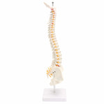 Colonna vertebrale umana da 45 cm con modello pelvico Anatomia anatomica umana Modello medico della colonna vertebrale modello + supporto flessibile, Human Spine Model
