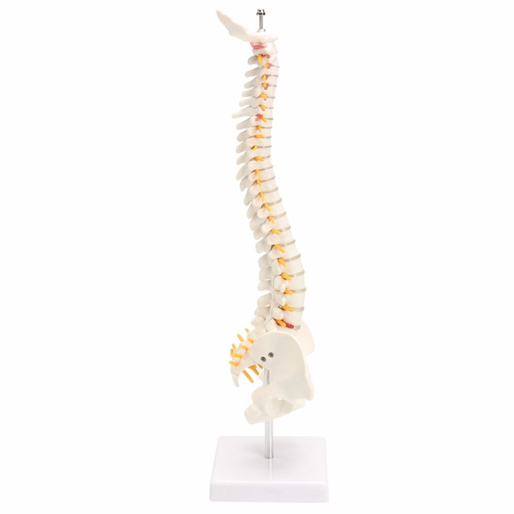 Colonna vertebrale umana da 45 cm con modello pelvico Anatomia anatomica umana Modello medico della colonna vertebrale modello + supporto flessibile, Human Spine Model