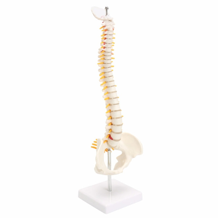 Colonna vertebrale umana da 45 cm con modello pelvico Anatomia anatomica umana Modello medico della colonna vertebrale modello + supporto flessibile, Human Spine Model