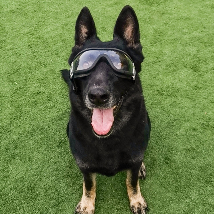 Occhiali per animali domestici Occhiali trasparenti per cani Occhiali per cani antivento impermeabili e anti-neve, Transparent Glasses