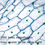 Microscopio biologico digitale 2000X WiFi USB HD