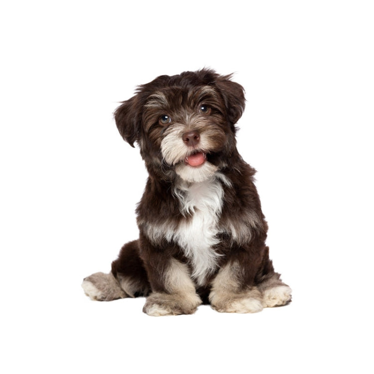 Adesivi per auto per cani di simulazione 3D Adesivi per auto con protezione solare a prova di pioggia Adesivi per decorazioni per la rasatura dei graffi, Style 1 Small, Style 2 Small, Style 3 Small, Style 4 Small, Style 5 Small, Style 1 Large          ...