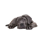 Adesivi per auto per cani di simulazione 3D Adesivi per auto con protezione solare a prova di pioggia Adesivi per decorazioni per la rasatura dei graffi, Style 1 Small, Style 2 Small, Style 3 Small, Style 4 Small, Style 5 Small, Style 1 Large          ...