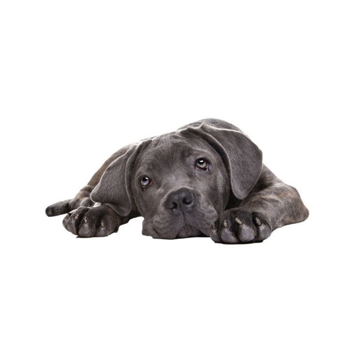 Adesivi per auto per cani di simulazione 3D Adesivi per auto con protezione solare a prova di pioggia Adesivi per decorazioni per la rasatura dei graffi, Style 1 Small, Style 2 Small, Style 3 Small, Style 4 Small, Style 5 Small, Style 1 Large          ...