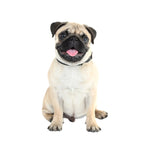 Adesivi per auto per cani di simulazione 3D Adesivi per auto con protezione solare a prova di pioggia Adesivi per decorazioni per la rasatura dei graffi, Style 1 Small, Style 2 Small, Style 3 Small, Style 4 Small, Style 5 Small, Style 1 Large          ...