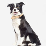 Collare in pelle a doppio strato per cani JINMAOHOU, XS 34x1.7cm, S 39x2.2cm, M 49x2.7cm