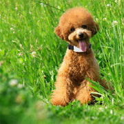 TK911 Localizzatore GPS impermeabile per animali domestici, TK911