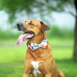 Collare con fiocco staccabile per animali domestici