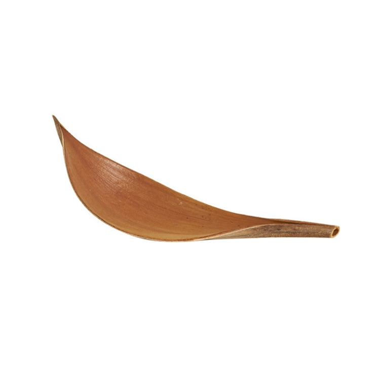 Foglie di cacao Puntelli di tiro di piante naturali Ornamenti di fiori secchi, 20-32 cm, 35-39 cm