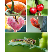 Obiettivo macro esterno APEXEL HD 100mm