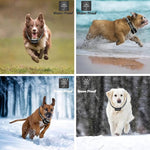 2 in 1 Pet Wireless Fence Bark Control Smart Dog Trainer, 1 For 1, 1 For 2, 1 For 3