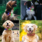 Collare per animali domestici con display a LED Collare monocolore fai-da-te ad alta visibilità ricaricabile