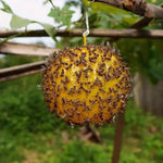 Palla appiccicosa trappola per agrumi zanzara mosca della frutta all'aperto, Yellow