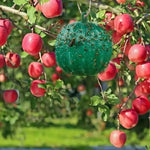Palla appiccicosa trappola per agrumi zanzara mosca della frutta all'aperto, Green