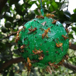 Palla appiccicosa trappola per agrumi zanzara mosca della frutta all'aperto, Green