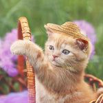 Mini cappello di paglia per animali domestici, cappello con visiera parasole per festa di compleanno di cani e gatti, S 10cm, M 13cm, L 16cm, XL 20cm