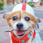 Casco per animali domestici taglia S e M