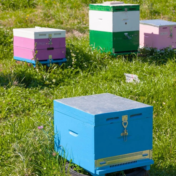Connettore fibbia alveare Scatola per api Chiusura antifurto Attrezzi per apicoltura