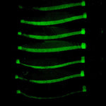 Esca artificiale luminosa a forma di gamberetto e calamaro, polpo fluorescente per la pesca in acqua salata, HENGJIA 14pcs /Box