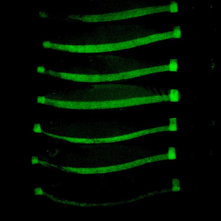 Esca artificiale luminosa a forma di gamberetto e calamaro, polpo fluorescente per la pesca in acqua salata, HENGJIA 14pcs /Box