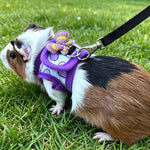 Pettorina per porcellini d'India e cincillà, guinzaglio da passeggio per esterni per piccoli animali domestici, Black S, Black M, Purple S, Purple M, Star S, Star M