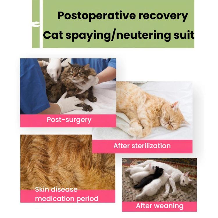 Tuta post-operatoria estiva elasticizzata e traspirante per gatti, a prova di leccamento, fresca e confortevole per il recupero dopo l'intervento., S Blue, M Blue, L Blue, S Pink, M Pink, L Pink, S Purple, M Purple, L Purple
