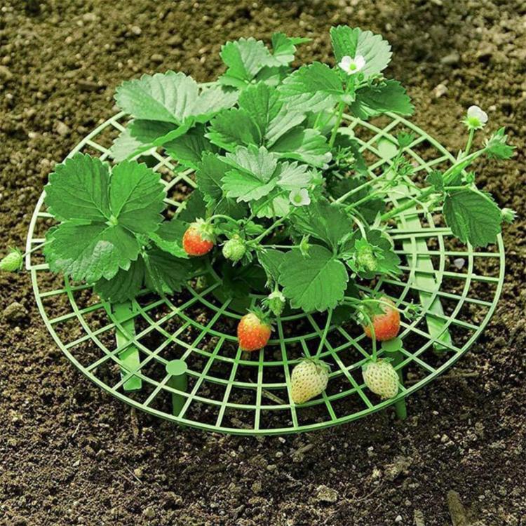 I supporti per fragole mantengono i frutti sollevati per evitare il marciume del terreno. Culle per la coltivazione delle fragole