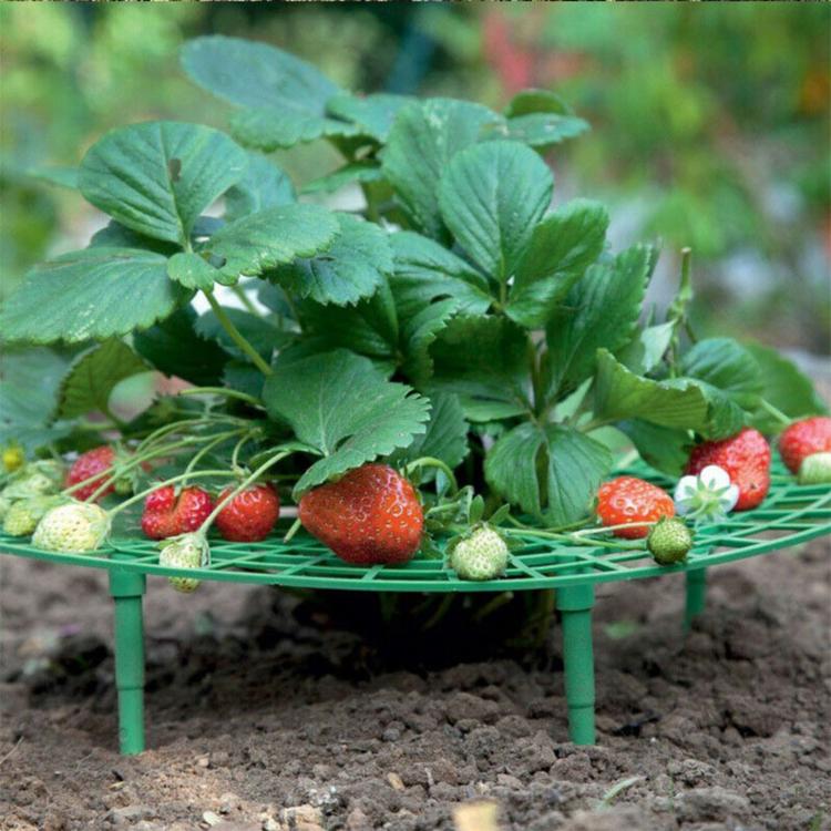 I supporti per fragole mantengono i frutti sollevati per evitare il marciume del terreno. Culle per la coltivazione delle fragole