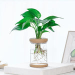Vaso idroponico in plastica PET trasparente autoirrigante con tappo in silicone morbido e base antiscivolo, vaso da scrivania infrangibile e mini acquario per Pothos, edera ed erbe aromatiche.