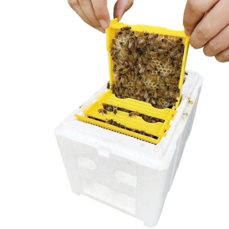 Scatola per allevamento api in schiuma 25x18x20 cm