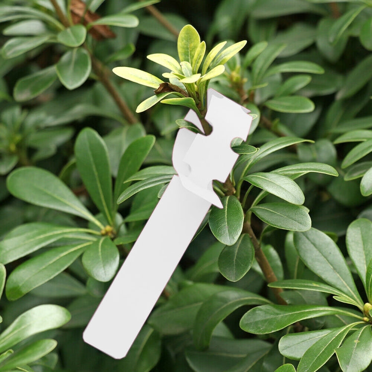 Etichetta per albero da appendere per semi di alberello da giardinaggio da 100 pezzi, Plant Label 5 White, Plant Label 5 Pink, Plant Label 5 Yellow, Plant Label 5 Green, Plant Label 5 Blue, Plant Label 5 Red