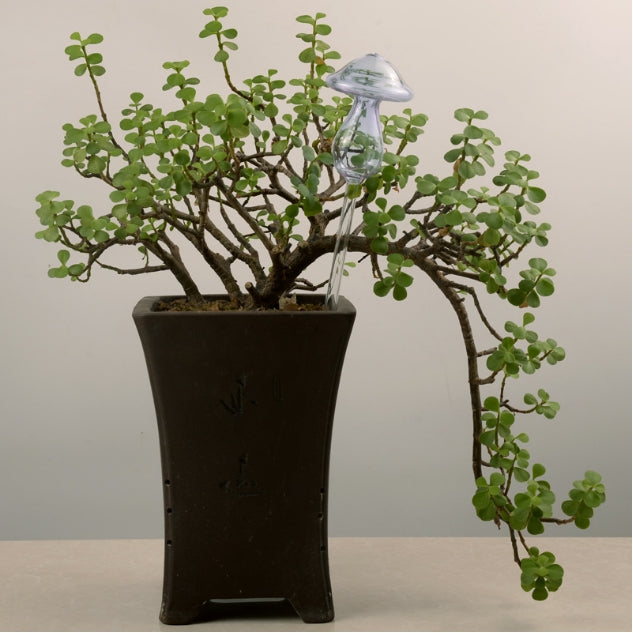 A forma di fungo piante da appartamento fiori alimentatore d'acqua dispositivi automatici in vetro trasparente con irrigazione automatica
