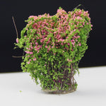 Modello artificiale fatto a mano Materiale Tavolo in sabbia Costruzione Fiore cespuglio Fiore finito