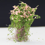 Modello artificiale fatto a mano Materiale Tavolo in sabbia Costruzione Fiore cespuglio Fiore finito